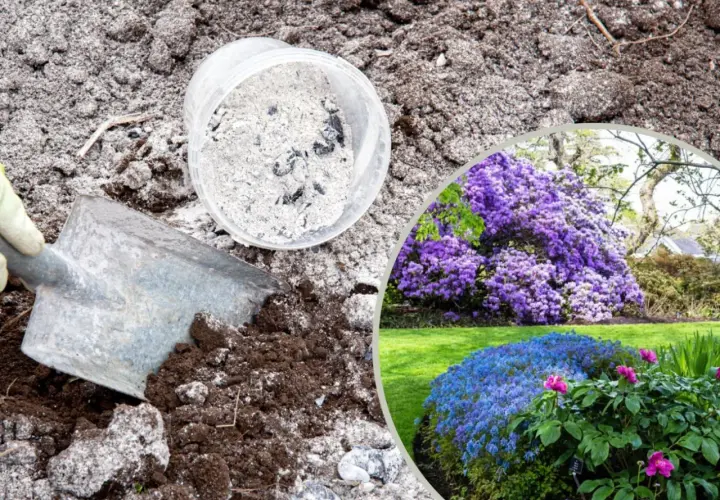 Popiół z pelletu pod jakie rośliny - Naturalny nawóz, który zachwyca wynikami